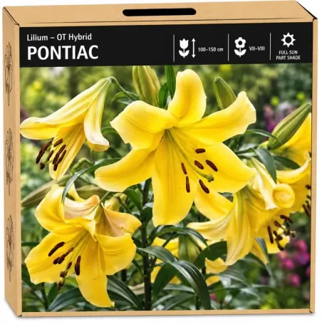 Ľalia Pontiac – žltá OT hybridná ľalia