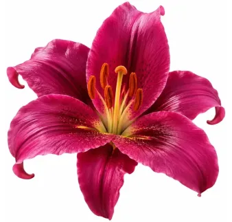 Ľalia Purple Prince – OT hybrid