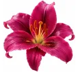 Ľalia Purple Prince – OT hybrid Ľalia Purple Prince – OT hybrid