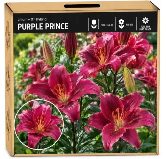 Ľalia Purple Prince – OT hybrid