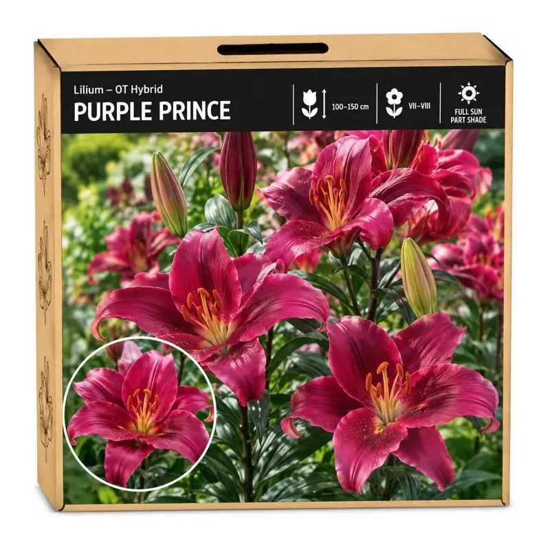 Ľalia Purple Prince – OT hybrid Ľalia Purple Prince – OT hybrid