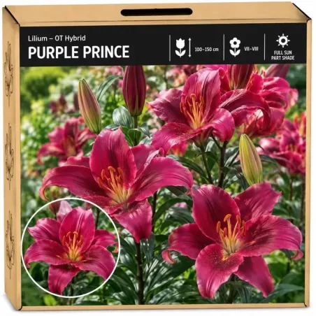 Ľalia Purple Prince – OT hybrid