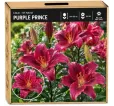 Ľalia Purple Prince – OT hybrid Ľalia Purple Prince – OT hybrid