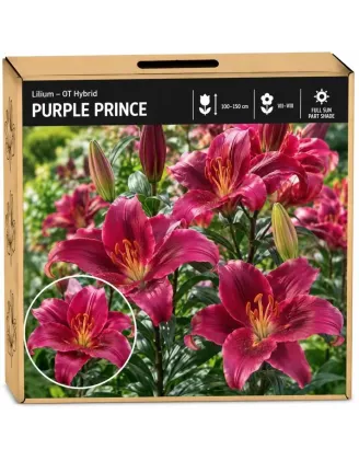 Ľalia Purple Prince – OT hybrid