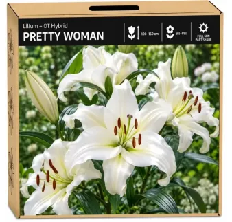 Ľalia Pretty Woman – biela OT hybridná ľalia
