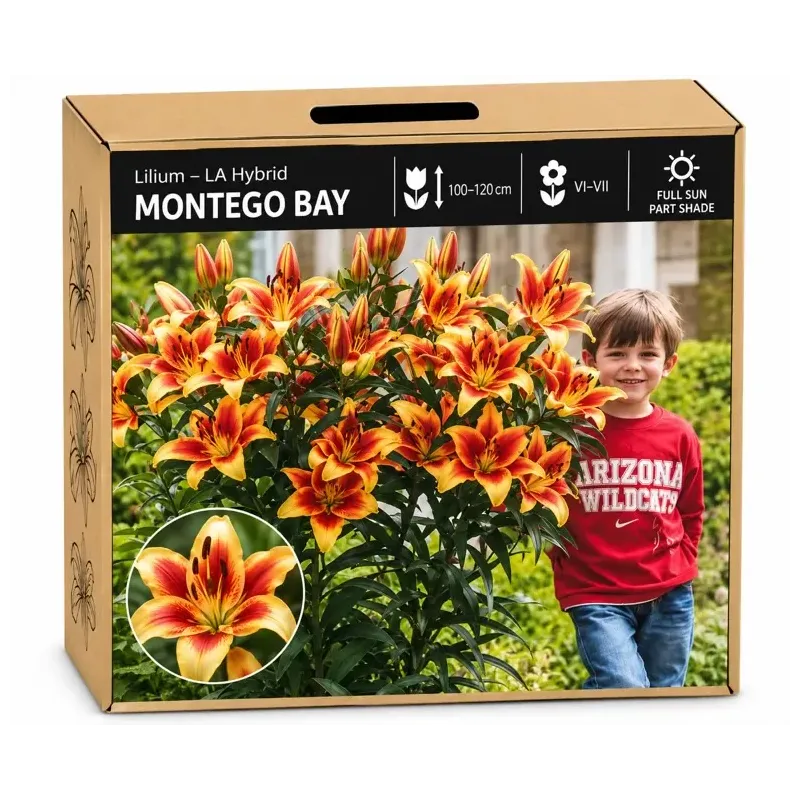 Ľalia Montego Bay – LA hybrid Ľalia Montego Bay – LA hybrid