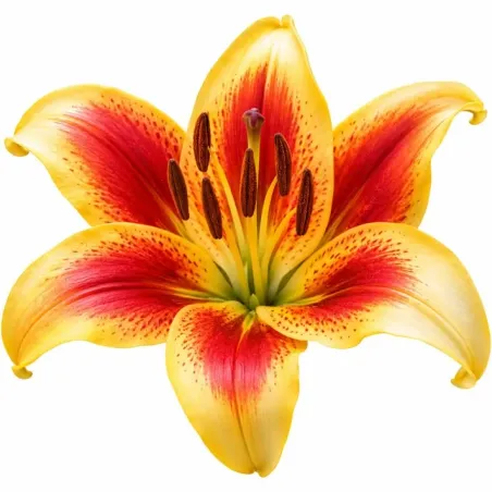 Ľalia Montego Bay – LA hybrid