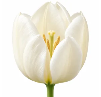 Tulipán White Emperor – biely tulipán