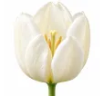 Tulipán White Emperor – biely tulipán Tulipán White Emperor – biely tulipán