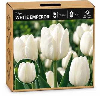Tulipán White Emperor – biely tulipán