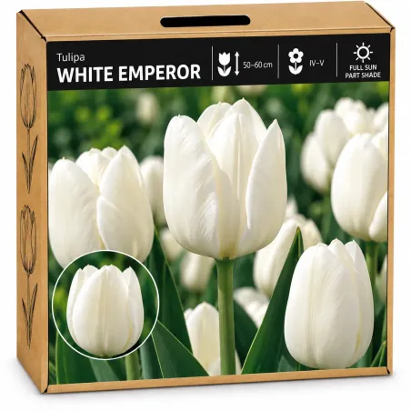 Tulipán White Emperor – biely tulipán
