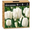 Tulipán White Emperor – biely tulipán Tulipán White Emperor – biely tulipán