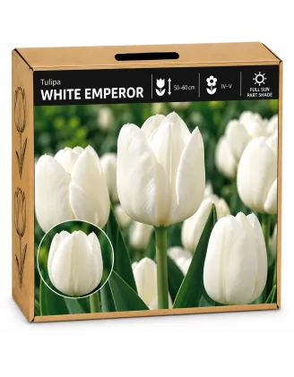 Tulipán White Emperor – biely tulipán