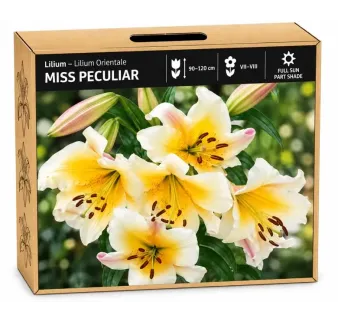 Ľalia Miss Peculiar – orientálna ľalia