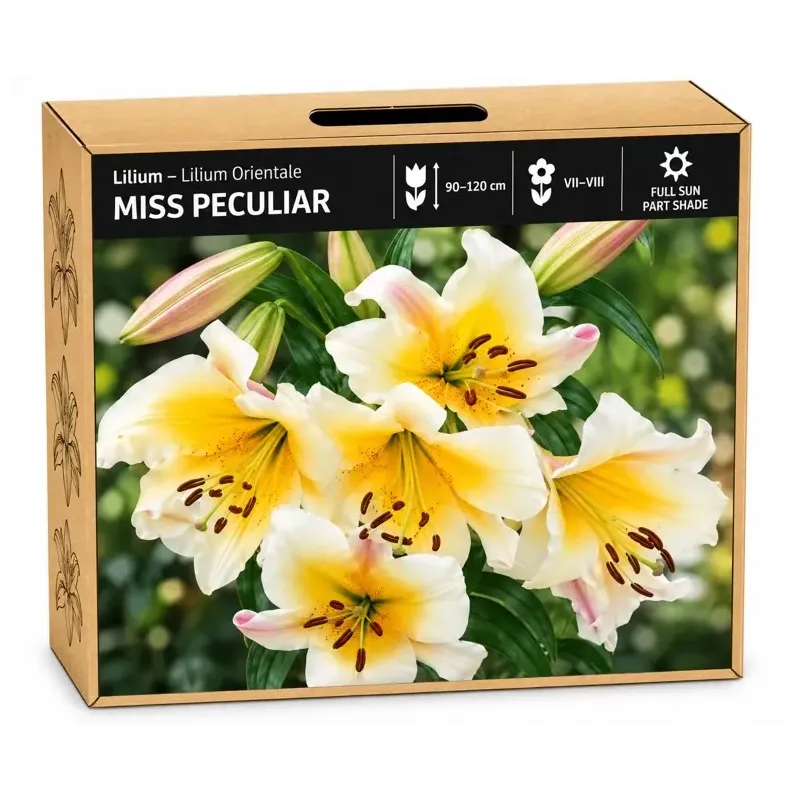 Ľalia Miss Peculiar – orientálna ľalia Ľalia Miss Peculiar – orientálna ľalia