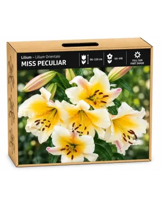 Ľalia Miss Peculiar – orientálna ľalia