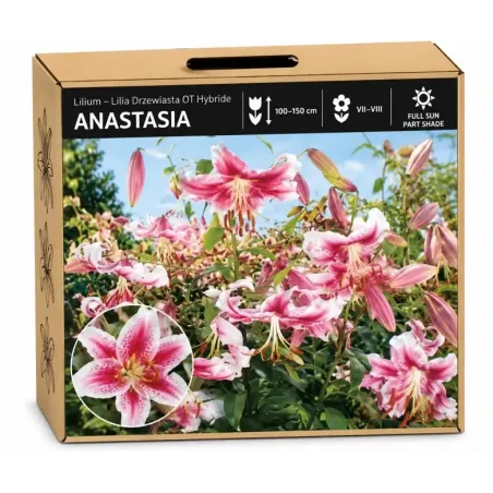 Ľalia Anastasia – ružovo-biela OT hybridná ľalia