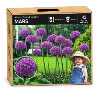 Okrasný cesnak Mars – fialový