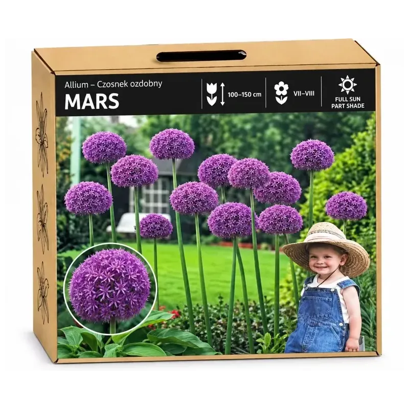 Okrasný cesnak Mars – fialový Okrasný cesnak Mars – fialový