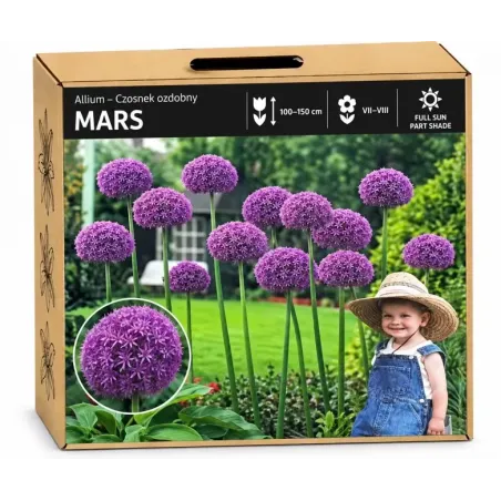 Okrasný cesnak Mars – fialový