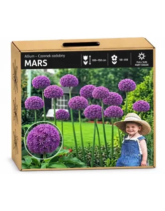 Okrasný cesnak Mars – fialový