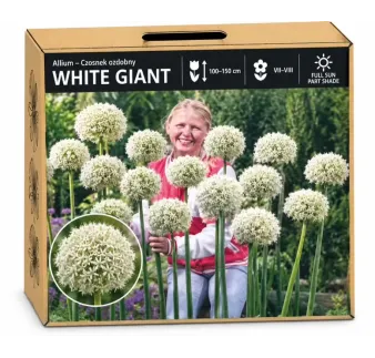 Okrasný cesnak White Giant – biely