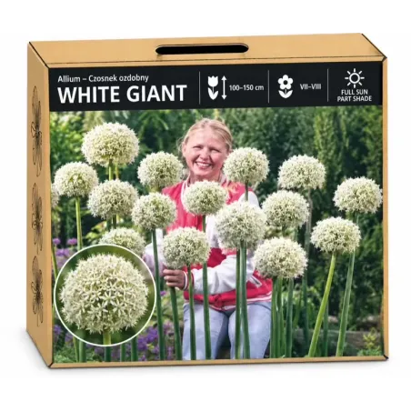 Okrasný cesnak White Giant – biely