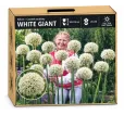 Okrasný cesnak White Giant – biely Okrasný cesnak White Giant – biely