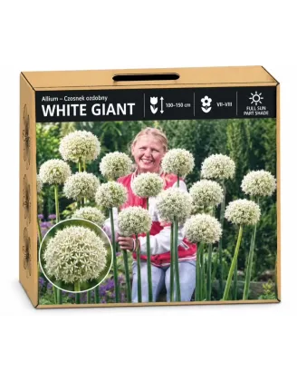 Okrasný cesnak White Giant – biely