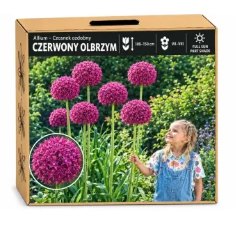 Okrasný cesnak obrovský – Allium giganteum