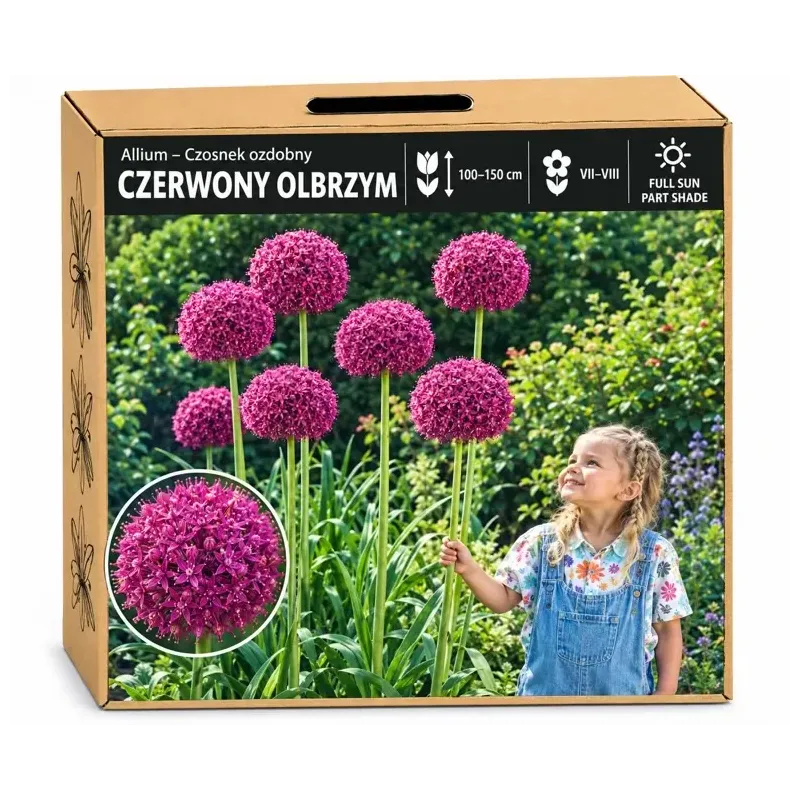 Okrasný cesnak obrovský – Allium giganteum Okrasný cesnak obrovský – Allium giganteum