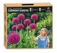 Okrasný cesnak obrovský – Allium giganteum Okrasný cesnak obrovský – Allium giganteum
