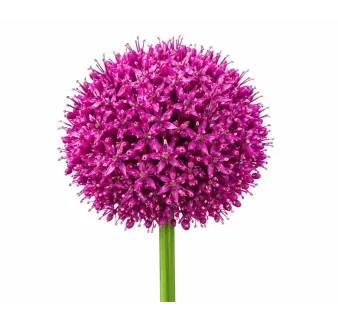 Okrasný cesnak obrovský – Allium giganteum