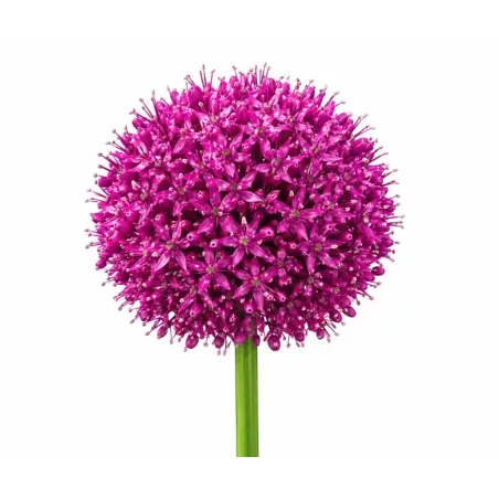 Okrasný cesnak obrovský – Allium giganteum