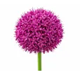 Okrasný cesnak obrovský – Allium giganteum Okrasný cesnak obrovský – Allium giganteum