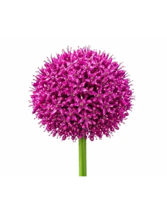 Okrasný cesnak obrovský – Allium giganteum