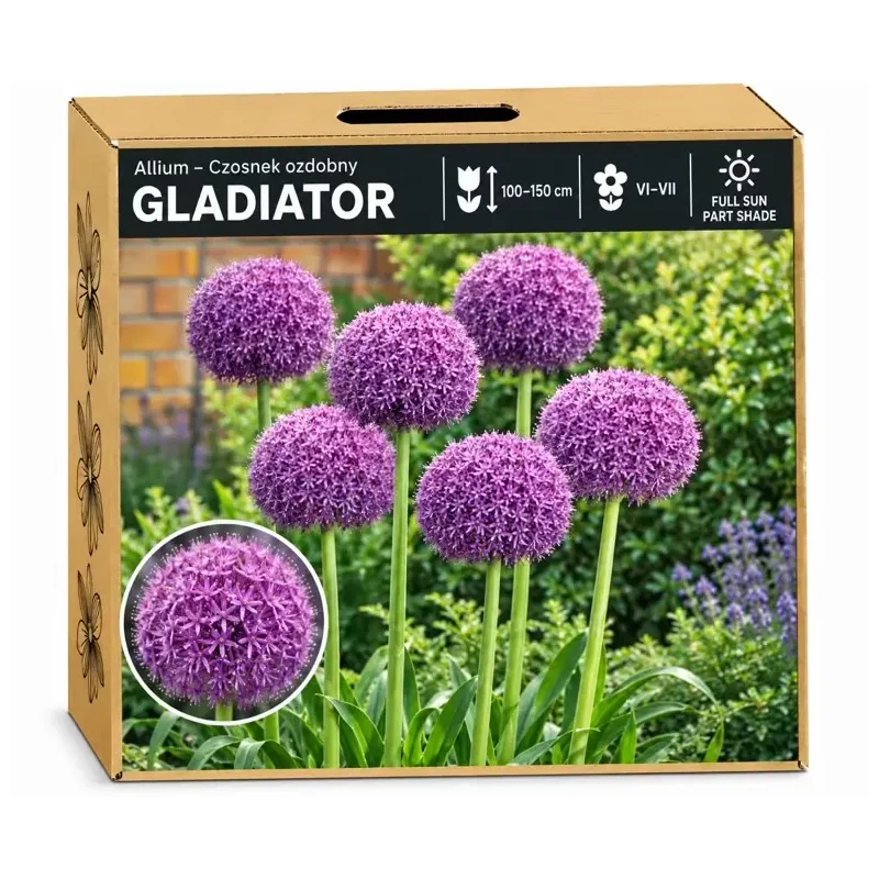 Okrasný cesnak Gladiator – fialový Okrasný cesnak Gladiator – fialový