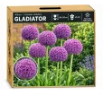 Okrasný cesnak Gladiator – fialový Okrasný cesnak Gladiator – fialový