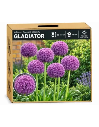 Okrasný cesnak Gladiator – fialový