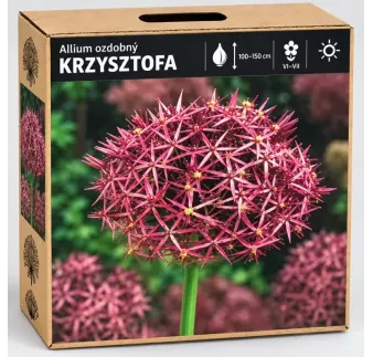 Okrasný cesnak Krzysztofa – ružovofialový