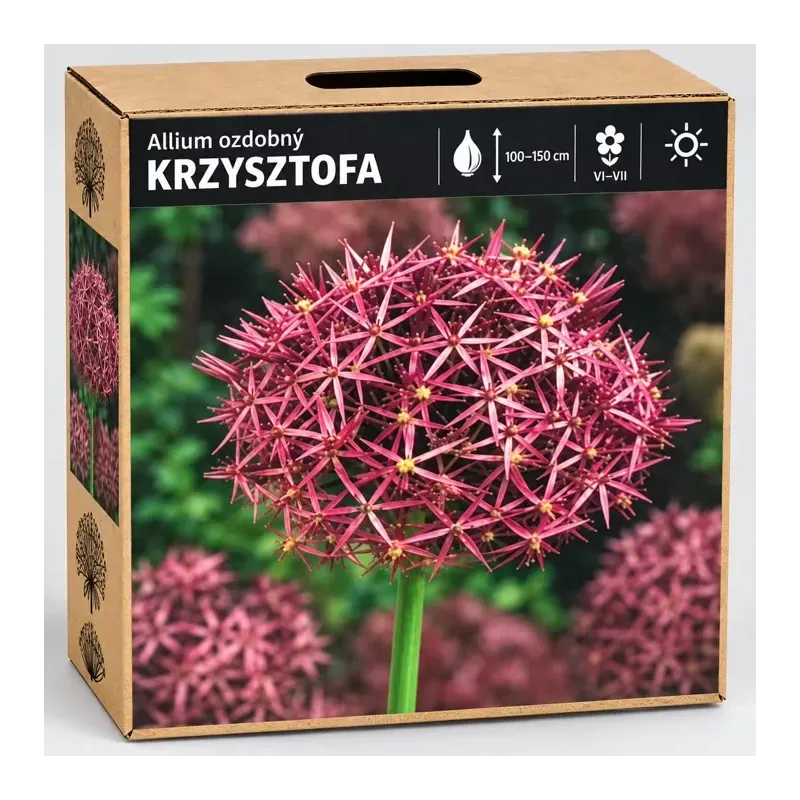Okrasný cesnak Krzysztofa – ružovofialový
