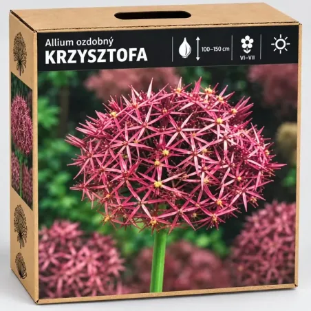 Okrasný cesnak Krzysztofa – ružovofialový