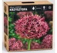 Okrasný cesnak Krzysztofa – ružovofialový