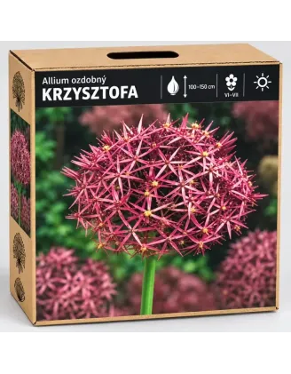 Okrasný cesnak Krzysztofa – ružovofialový