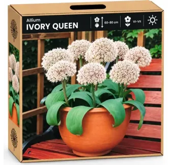 Okrasný cesnak Ivory Queen – biely
