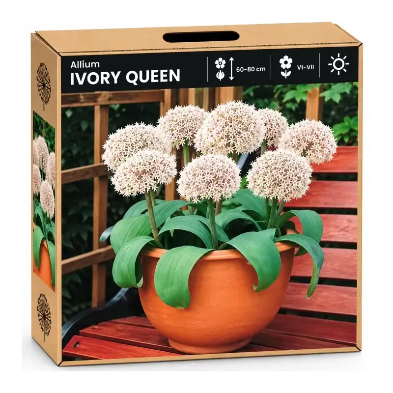 Okrasný cesnak Ivory Queen – biely Okrasný cesnak Ivory Queen – biely