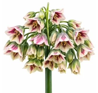 Okrasný cesnak sicílsky – Allium siculum