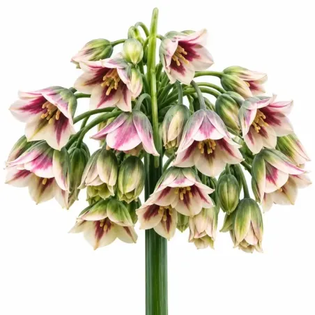 Okrasný cesnak sicílsky – Allium siculum