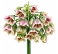 Okrasný cesnak sicílsky – Allium siculum Okrasný cesnak sicílsky – Allium siculum