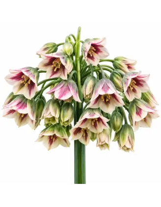 Okrasný cesnak sicílsky – Allium siculum